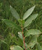 Salix myrsinifolia