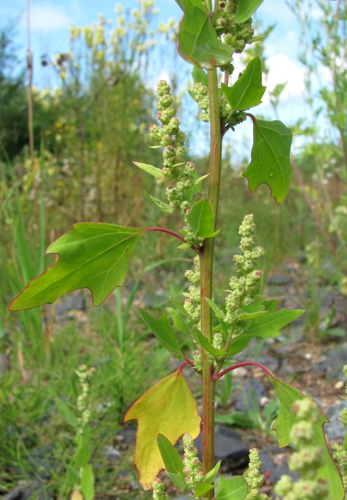 Изображение особи Chenopodium acerifolium.