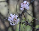 Viburnum farreri. Соцветие. Южный берег Крыма, Никитский ботанический сад. 27 февраля 2013 г.