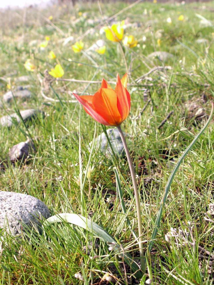 Изображение особи Tulipa ostrowskiana.