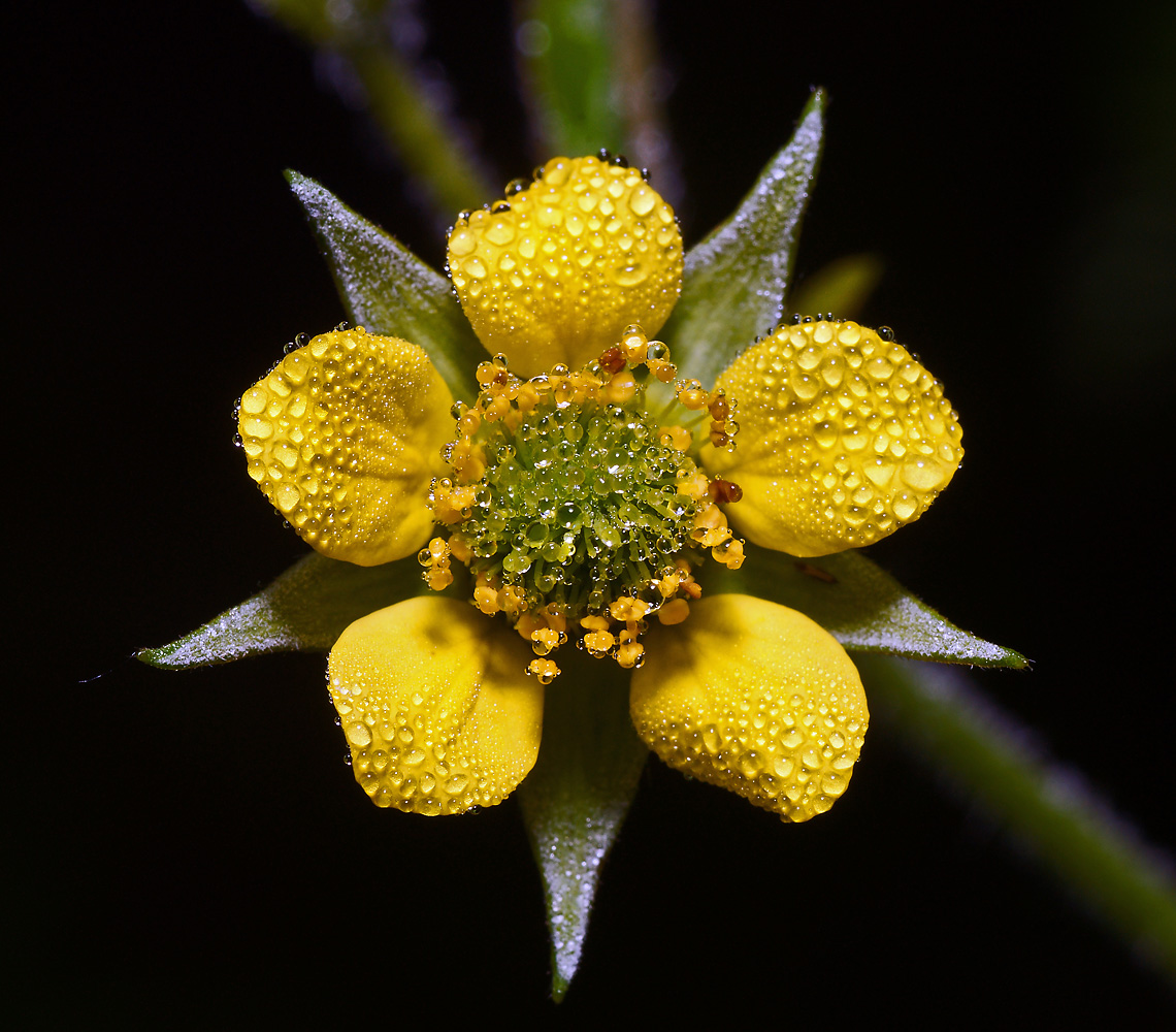 Изображение особи Geum urbanum.