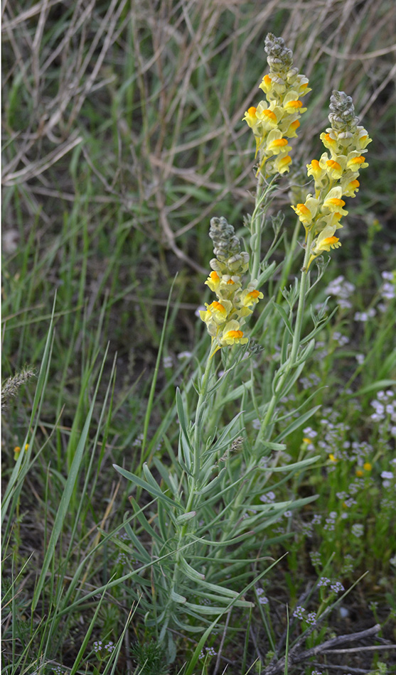 Изображение особи род Linaria.