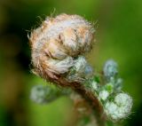 Polystichum setiferum. Верхушка разворачивающейся вайи ('Plumosum Densum'). Германия, г. Дюссельдорф, Ботанический сад университета. 04.05.2014.