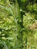 Cirsium palustre