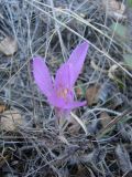 Colchicum arenarium