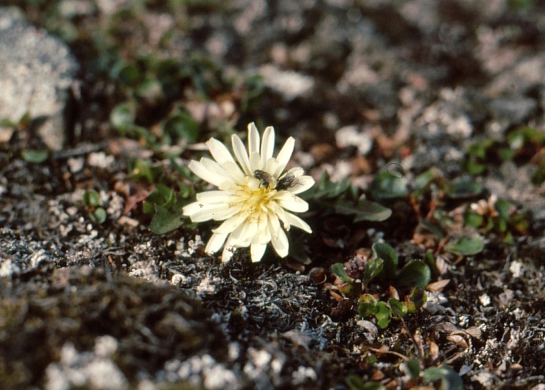 Изображение особи Taraxacum arcticum.