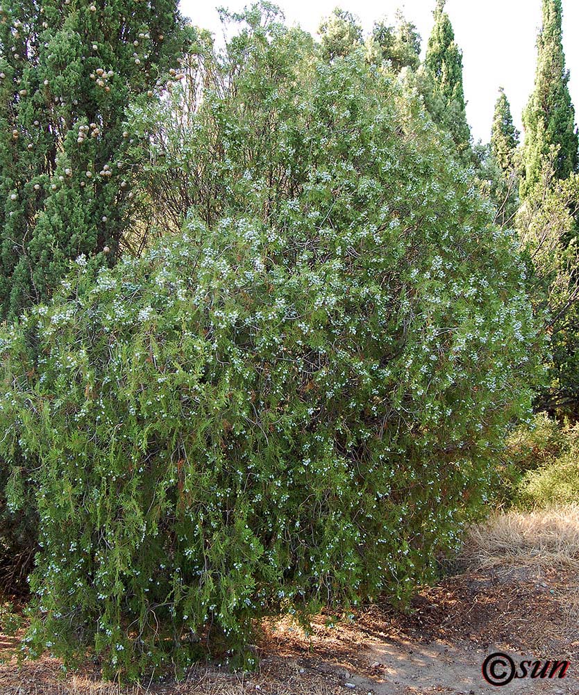 Изображение особи Platycladus orientalis.