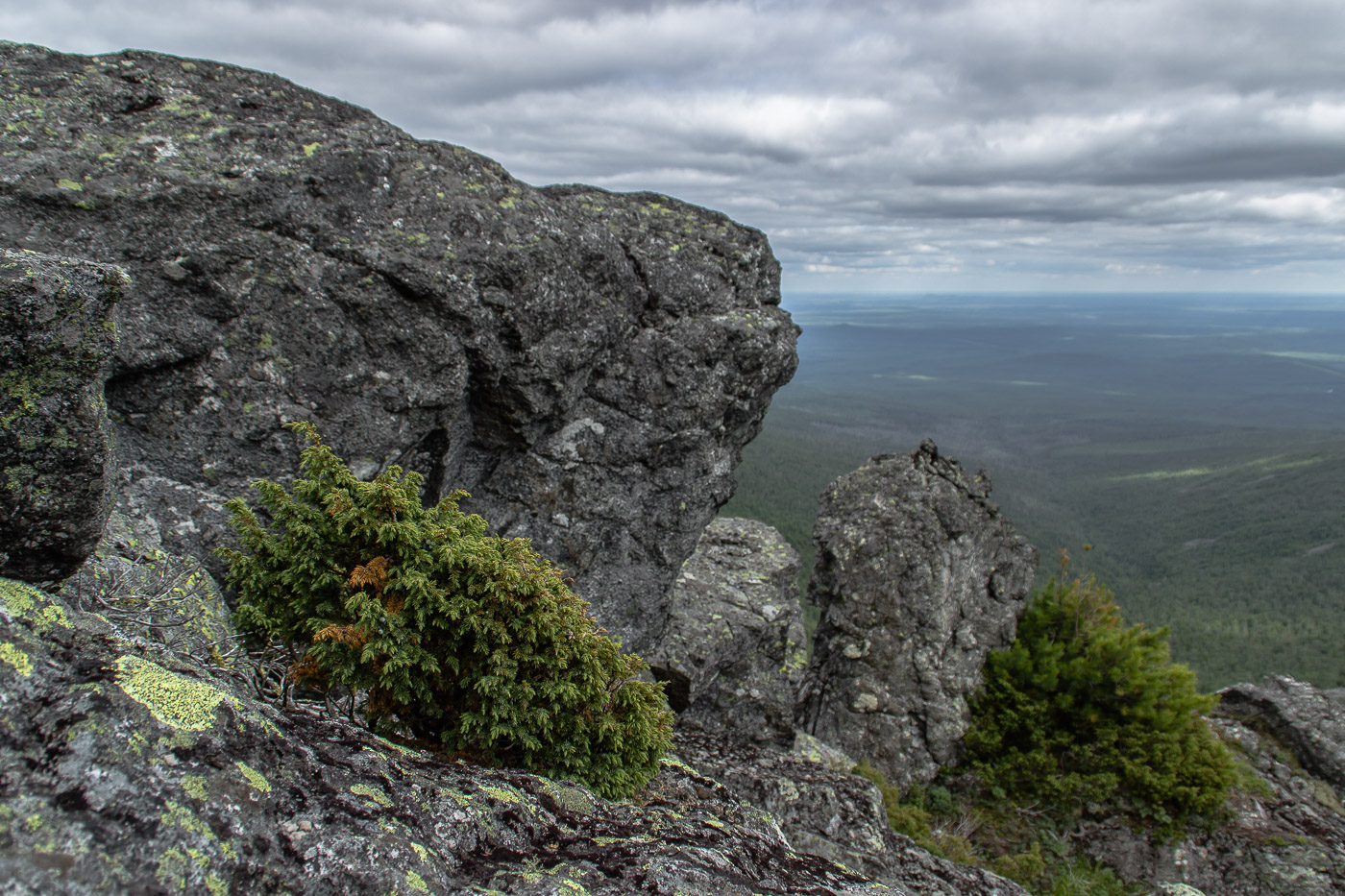 Изображение особи Juniperus sibirica.