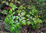 Actaea erythrocarpa