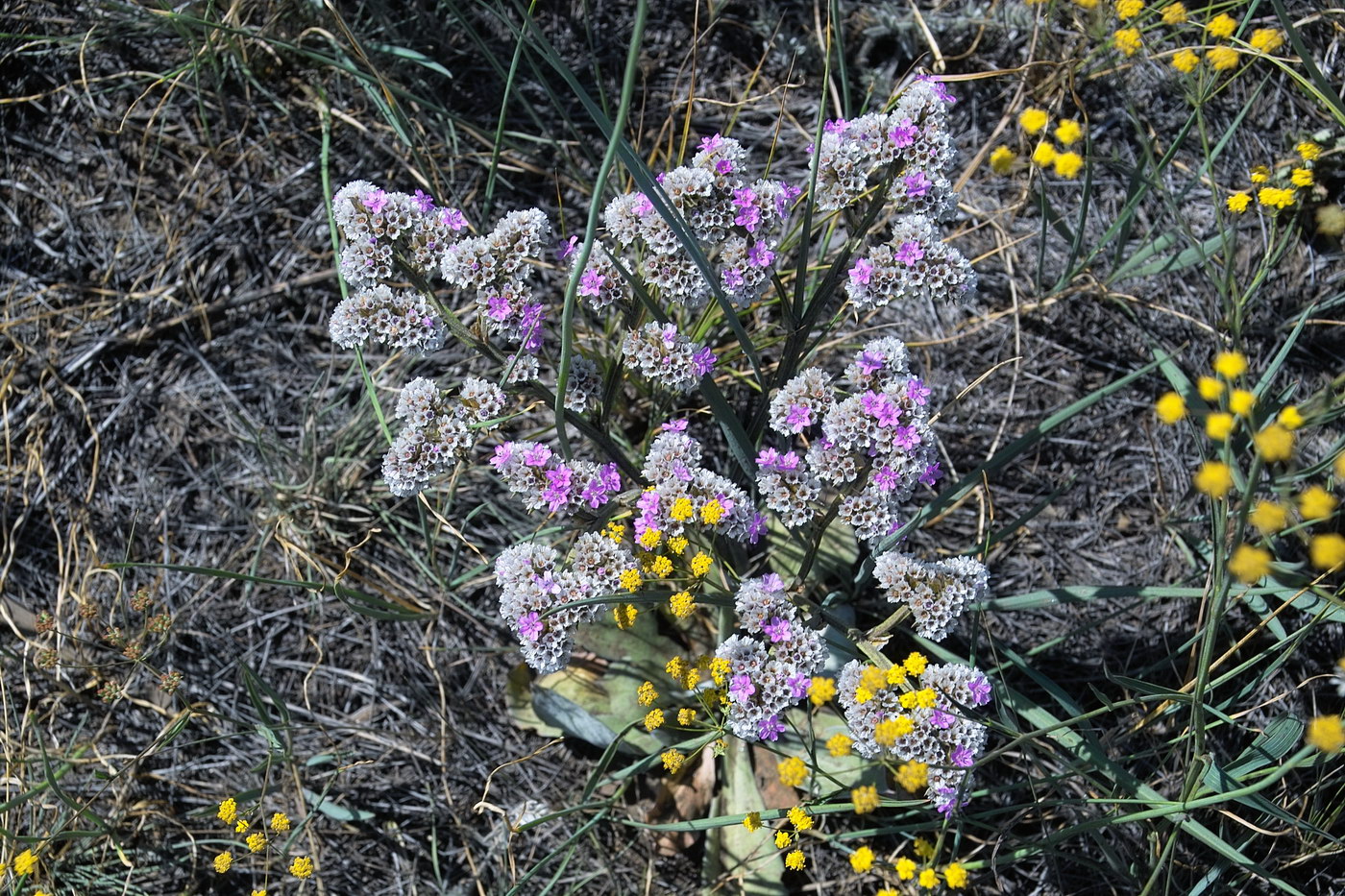 Изображение особи Goniolimon speciosum.