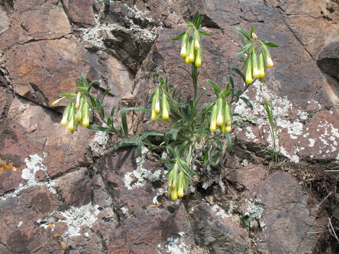 Изображение особи Onosma irritans.