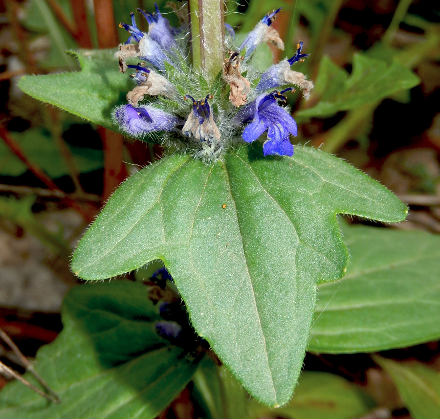 Изображение особи Ajuga genevensis.