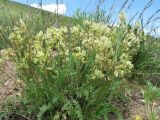 Oxytropis macrocarpa