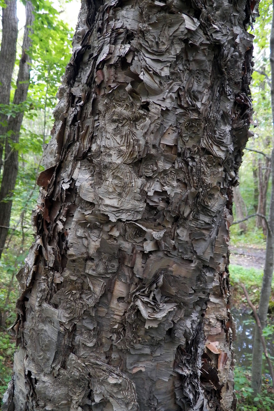 Изображение особи Betula dauurica.