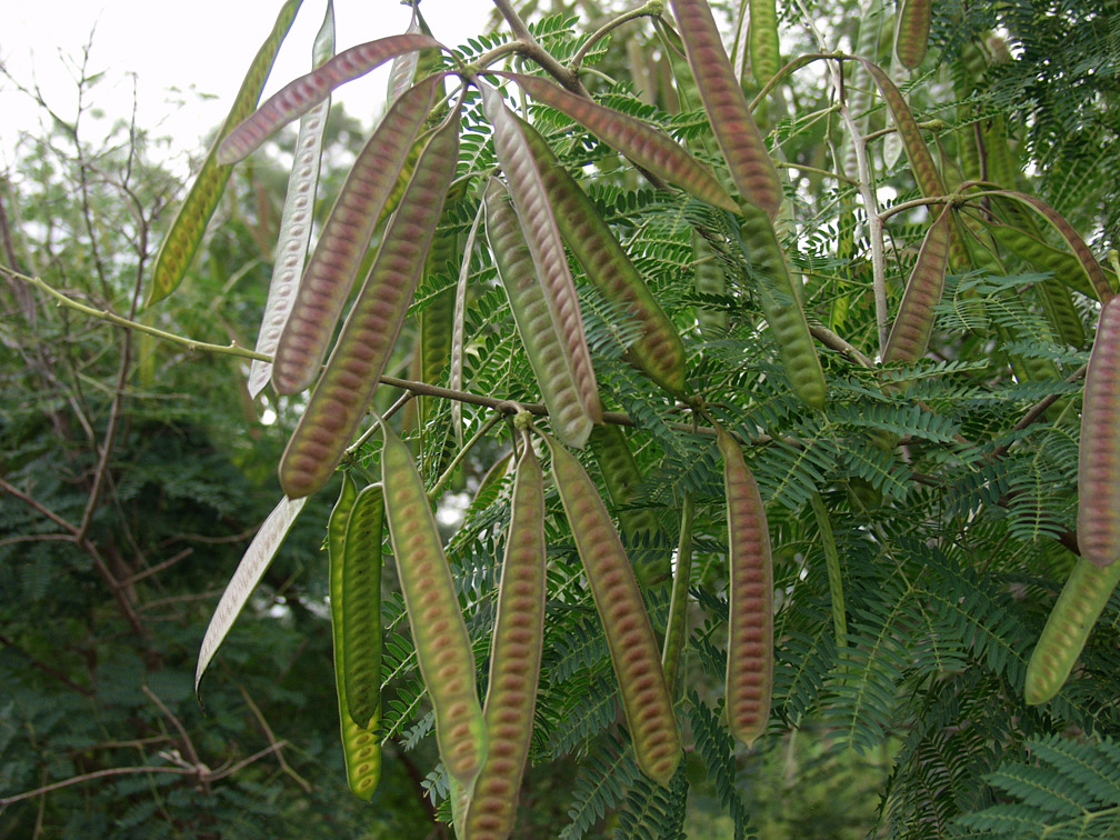 Изображение особи Leucaena leucocephala.