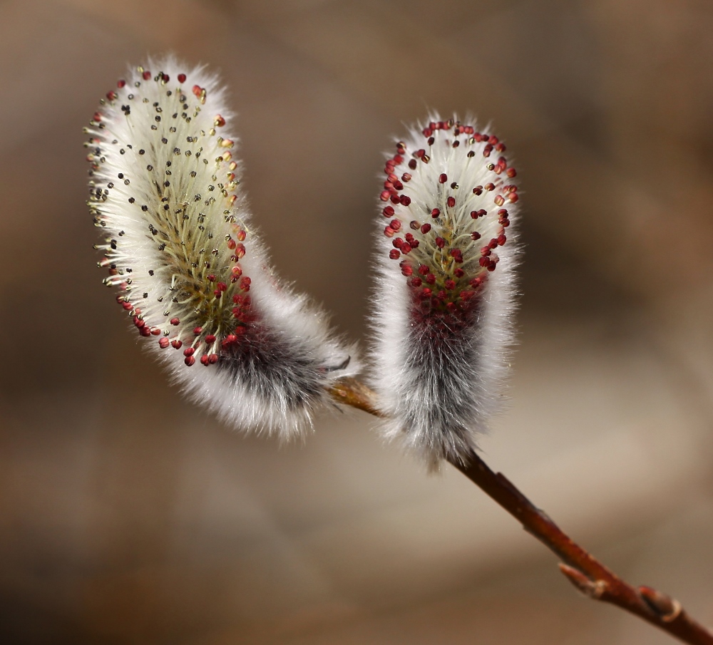 Image of Salix gracilistyla specimen.