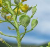 Odontarrhena obtusifolia. Часть побега с плодами. Краснодарский край, м/о Новороссийск, р-н Шесхарис, хр. Маркотх, каменистое место у ЛЭП. 12.05.2017.