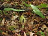 Arum orientale