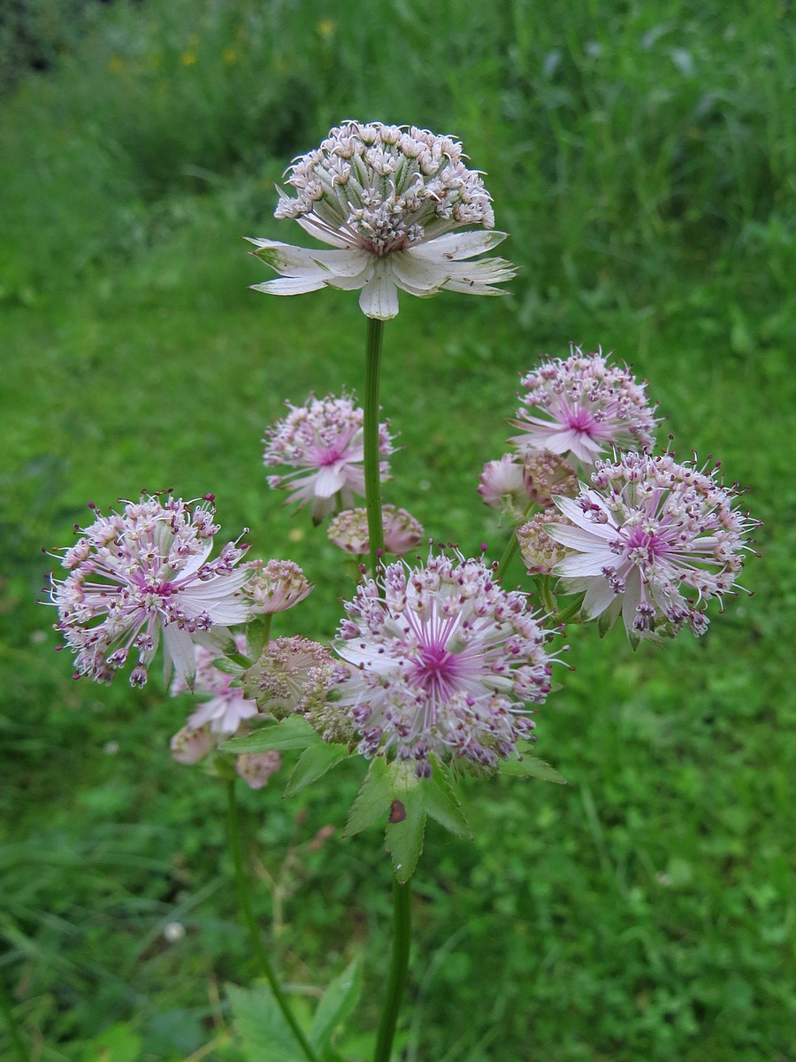 Изображение особи Astrantia major.