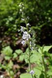 Veronica officinalis