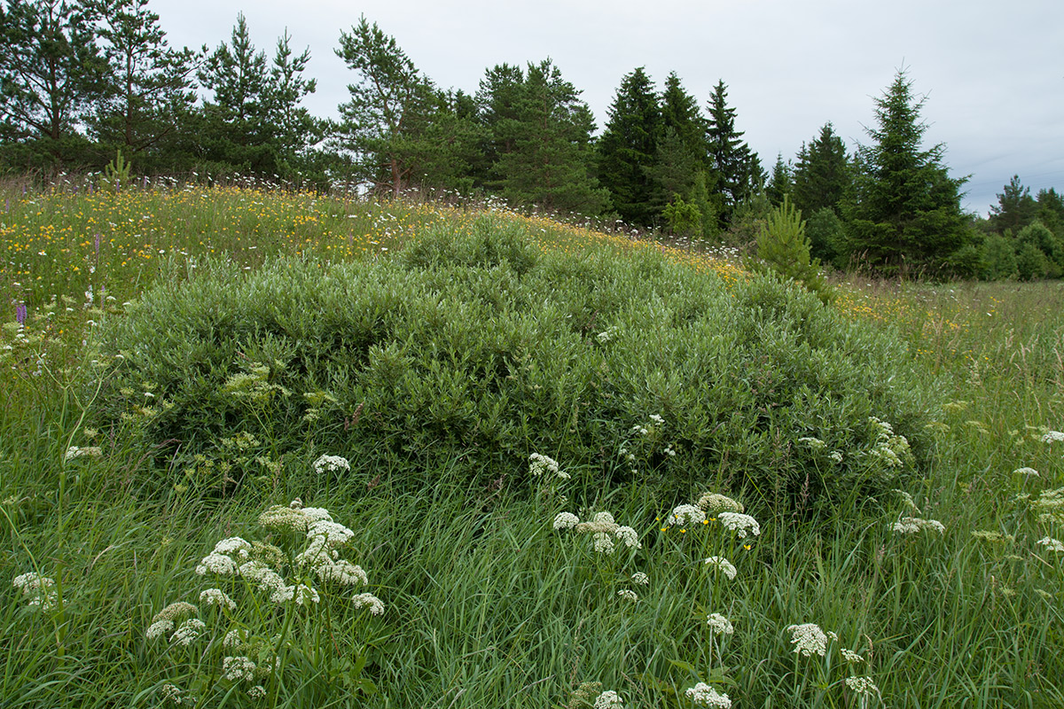 Изображение особи Salix rosmarinifolia.