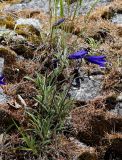 Campanula dasyantha. Цветущее растение. Якутия, Алданский р-н, левый берег р. Алдан в 6 км выше г. Томмот, на щебнистом склоне. 27.06.2016.