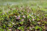 Loiseleuria procumbens. Цветущее растение в сообществе с Salix herbacea, Empetrum hermaphroditum и Carex. Мурманская обл., Кольский р-н, окр. пос. Дальние Зеленцы, окр. Столбового озера, подножье склона восточной экспозиции небольшой сопки, нивальное ивковое сообщество. 03.08.2017.