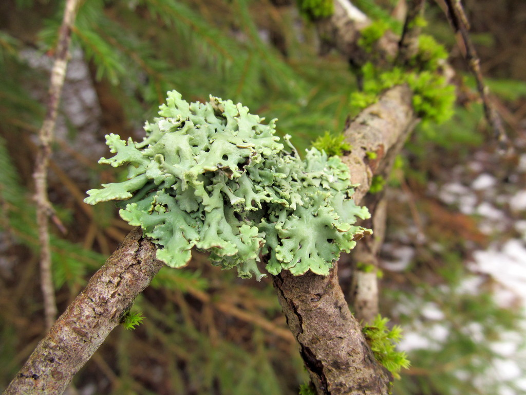 Изображение особи Hypogymnia physodes.