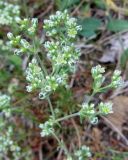 Scleranthus perennis. Верхушка цветущего растения. Беларусь, Минская обл., Минский р-н, окр. агрогородка Ждановичи, луг на обочине дороги у смешанного леса с преобладанием сосен и елей обыкновенных. 17.06.2017.