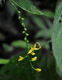 Globba pendula. Соцветие. Малайзия, Камеронское нагорье, ≈ 1500 м н.у.м., влажный тропический лес. 03.05.2017.