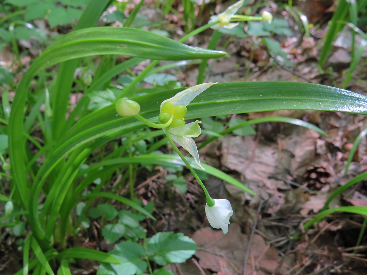 Изображение особи Allium paradoxum.