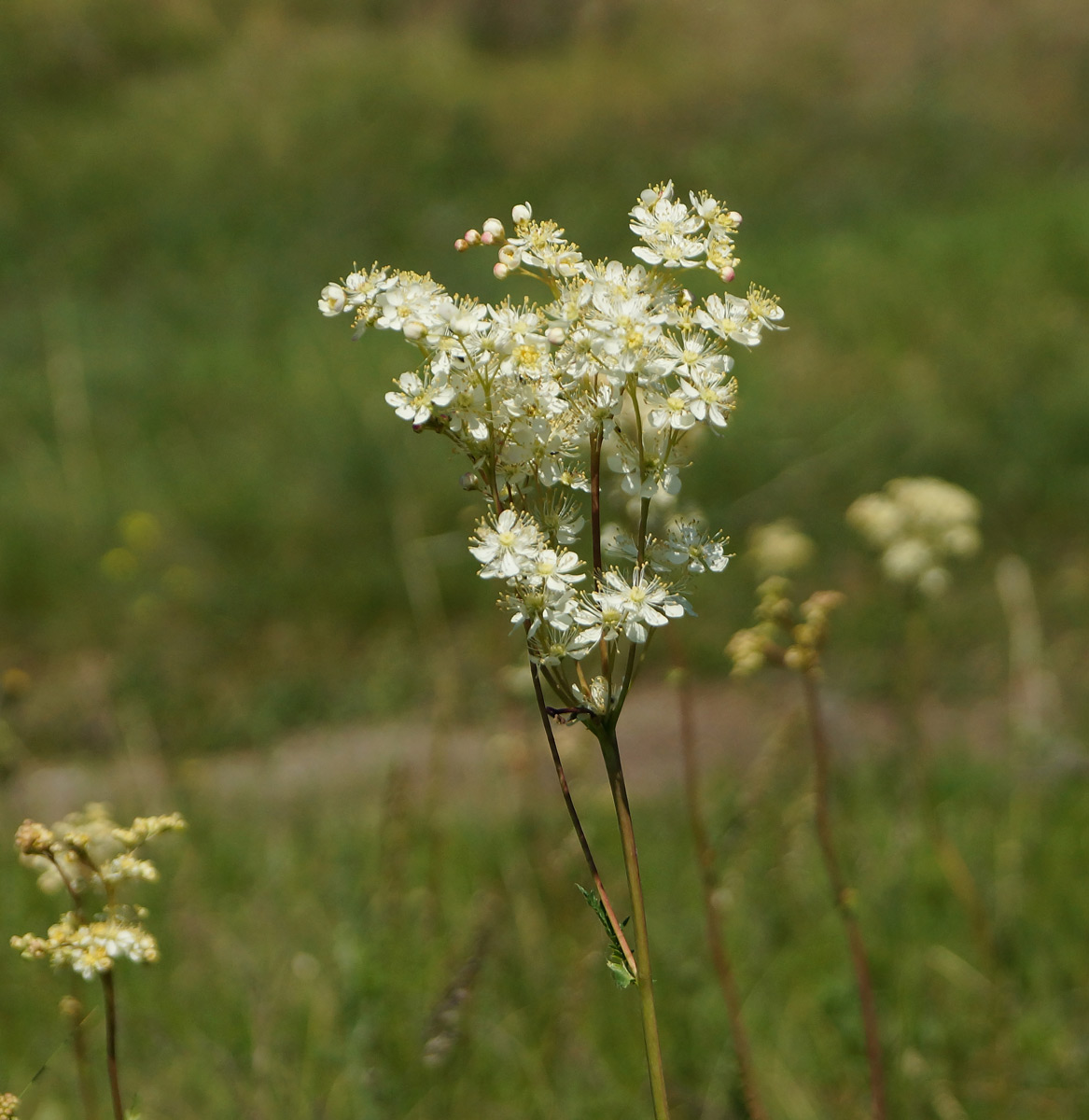 Изображение особи Filipendula vulgaris.