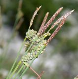 Carex tomentosa