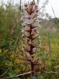 Orobanche crenata