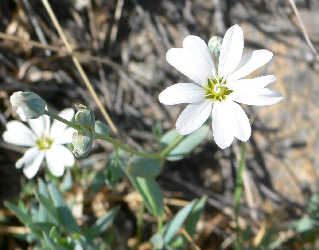 Image of Stellaria fischeriana specimen.