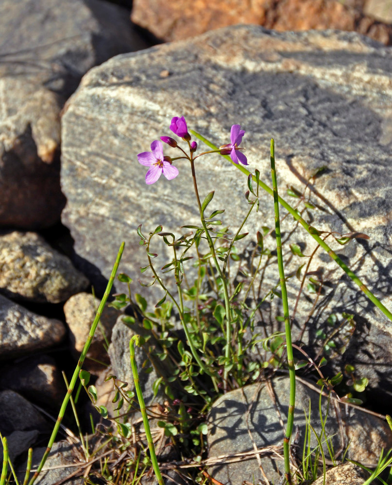 Изображение особи род Cardamine.