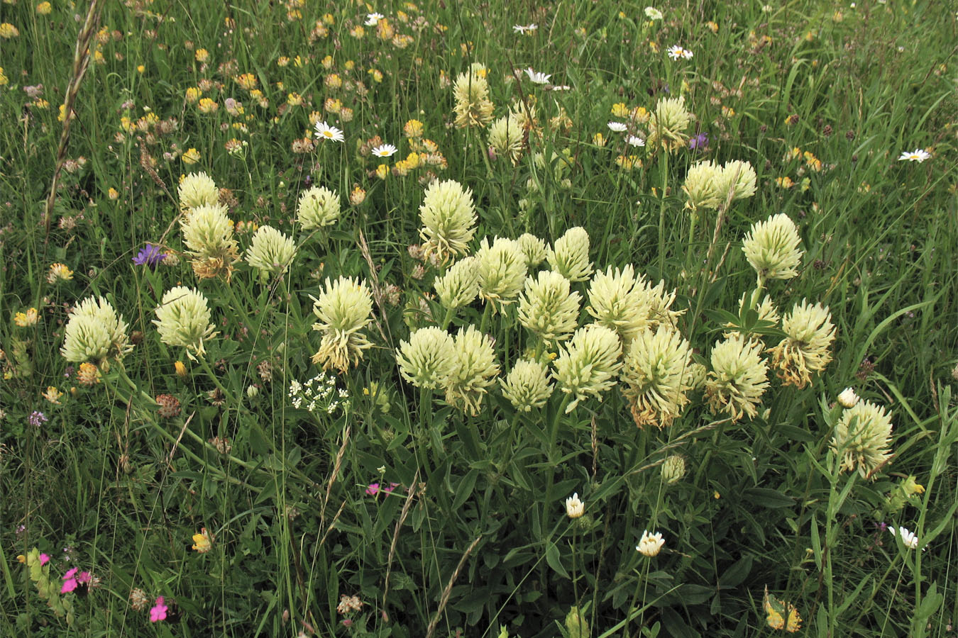 Изображение особи Trifolium pannonicum.