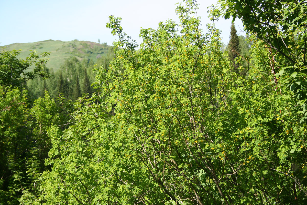 Изображение особи Caragana arborescens.