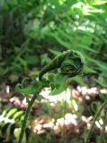 Polystichum munitum