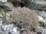 Cladonia rangiformis. Таллом с апотециями. Дагестан, окр. с. Талги, каменистый склон. 22.04.2019.