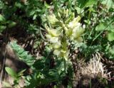 Oxytropis macrocarpa