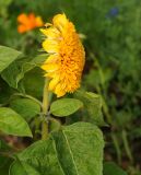 Helianthus annuus