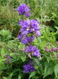 Campanula cephalotes