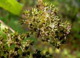 Spiraea japonica