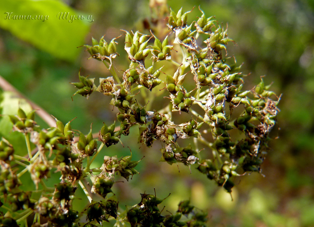 Изображение особи Spiraea japonica.