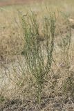 Thymelaea passerina. Цветущее растение. Крым, окр. Феодосии, Баракольская долина, берег солёного озера. 2 августа 2021 г.