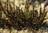 Cassiope ericoides. Верхушки побегов с цветками. Магаданская обл, Ягоднинский р-н, вершина сопки над оз. Соседнее, ≈ 900 м н.у.м., поросшая лишайниками каменистая осыпь. 04.09.2021.