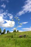 Eremogone longifolia