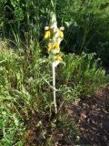 Phlomoides speciosa