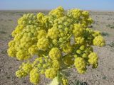 Ferula foetida. Соцветие. Узбекистан, Бухарская обл., Шафирканский р-н, юго-западный Кызылкум, каменистая пустыня у южного подножия останцового хребта Кульджуктау, окр. Кызылкумской пустынной станции Института ботаники. 15.04.2012.